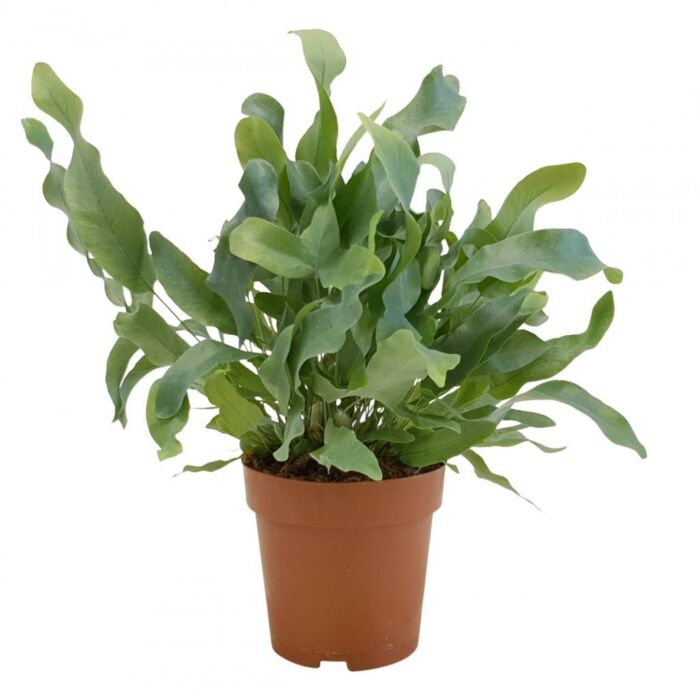 Phlebodium aur. Blauer Stern P12