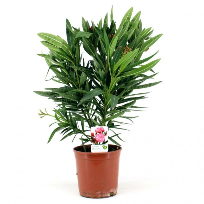 Oleander - Nerium Oleander - Nerium