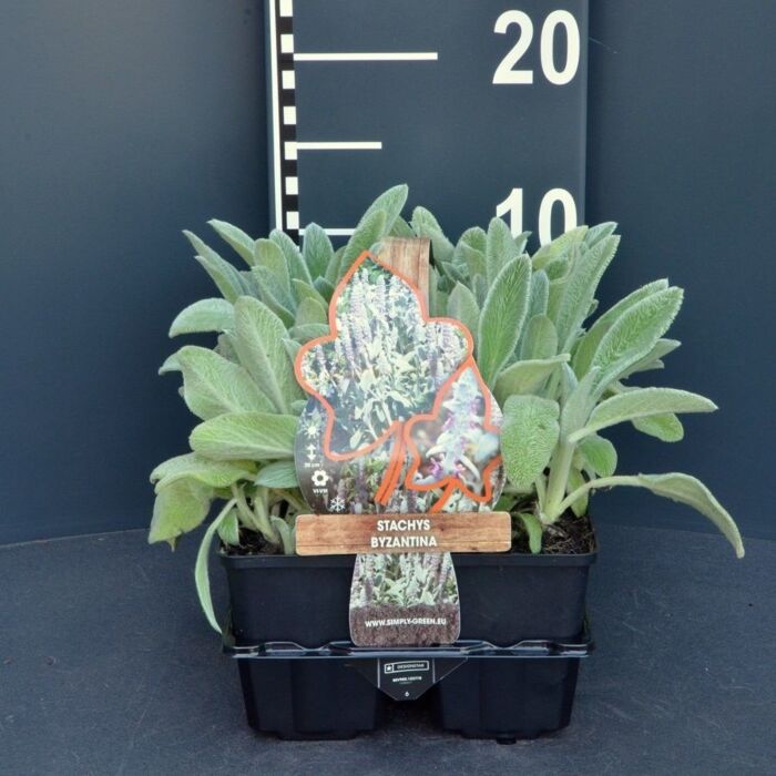 Woll Ziest - Stachys byzantina