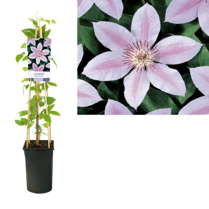 Waldrebe - Clematis jackmanii 'John Paul II'