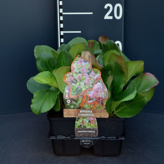 Wickelwurz - Bergenia cordifolia Wickelwurz - Bergenia cordifolia