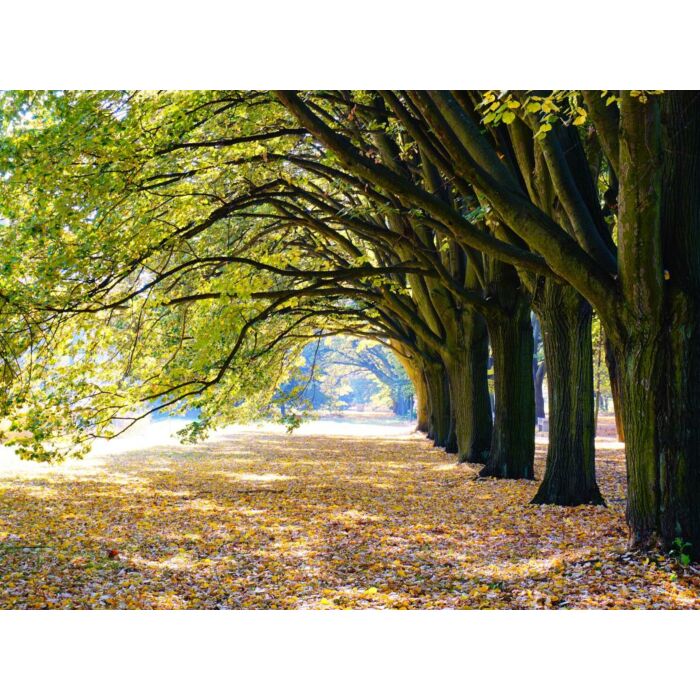 Outdoor-Leinwand Allee mit Bäumen L 58 cm Outdoor-Leinwand Allee mit Bäumen L 58 cm