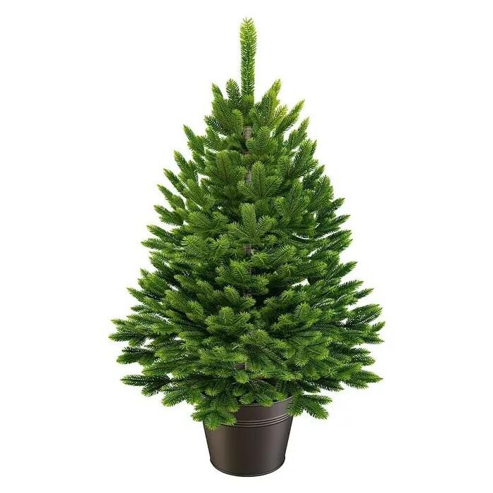 Weihnachtsbaum Premium im Topf 40 cm - ArtiTree