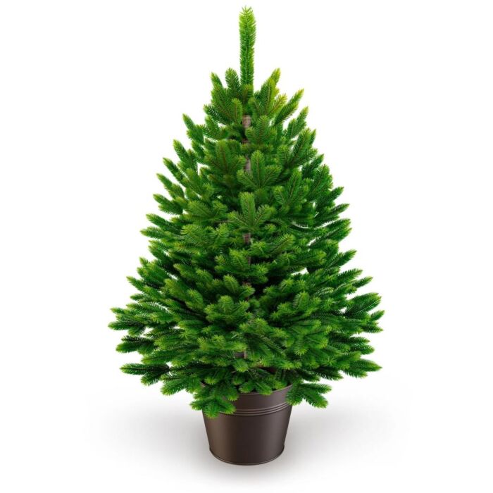 Weihnachtsbaum Premium im Topf 60 cm - ArtiTree Weihnachtsbaum Premium im Topf 60 cm - ArtiTree