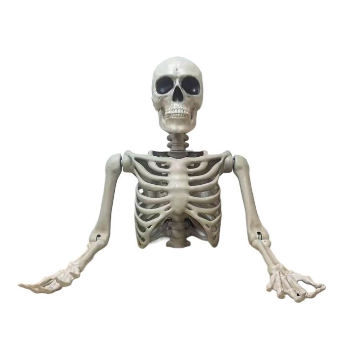 Skeletttorso Tom biegsam 104 cm