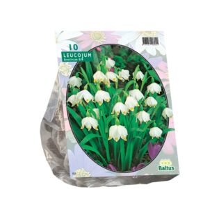 Leucojum pro 10