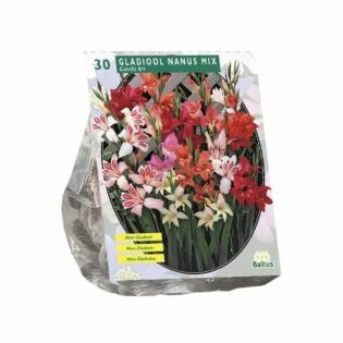 Gladiolus Nanus per 30