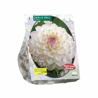 Dahlie Ball Eveline, 1 Stück Dahlie Ball Eveline, 1 Stück