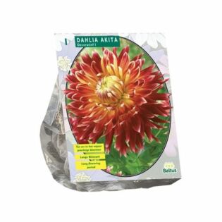 Dahlia Akita 1 Stück Dahlia Akita 1 Stück