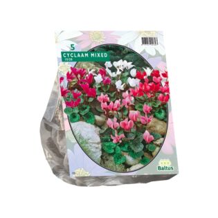 Alpenveilchen gemischt pro 5 Alpenveilchen gemischt pro 5