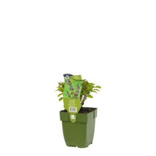 Echter Salbei – Salvia officinalis