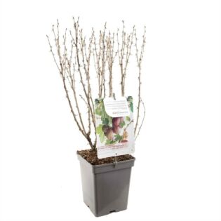 Stachelbeere - Ribes uva-crispa 'Hinnonmaki Rod