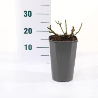 Rosa 'Red Meilove'®