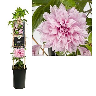 Waldrebe Multi Pink