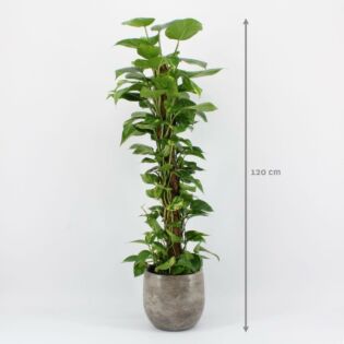 Epipremnum Mos 120 cm Epipremnum Mos 120 cm