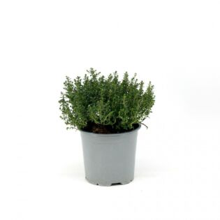 Thymian Citriodorus &Oslash; 14 cm