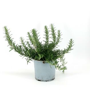 Kriechender Rosmarin &Oslash;14 cm