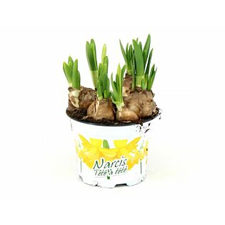 Narcis geel