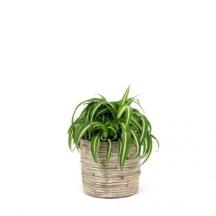 Chlorophytum bonnie Chlorophytum bonnie