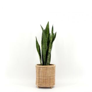 Frauenzunge Sansevieria zeylanica Frauenzunge Sansevieria zeylanica