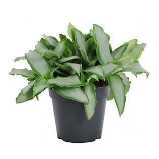 Murdannia loriformus Bright Star