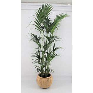 Kentiapalme Howea Forsteriana, 8 stek p/pot