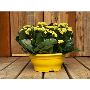 Kalanchoe-Schüssel