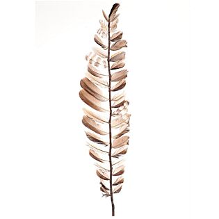 Federstiel Aparani L 60 cm - HBX
