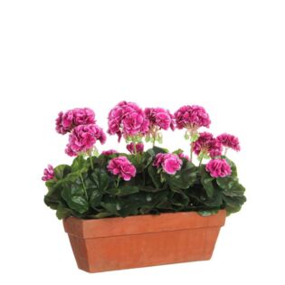 Geranie lila in Balkonpflanzer terra 39 cm - Mica
