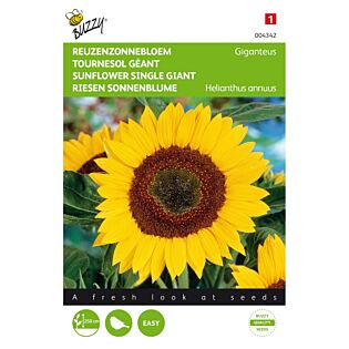 Buzzy&reg; Helianthus, Reuzenzonnebloem Giganteus