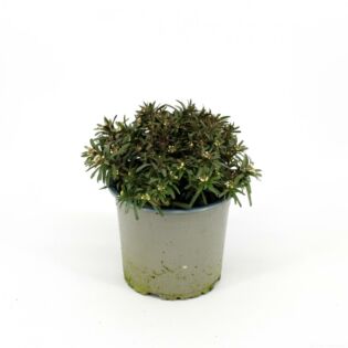 Scheefbloem - Iberis sempervirens
