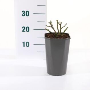 Rosa 'Fairy Queen'&reg;