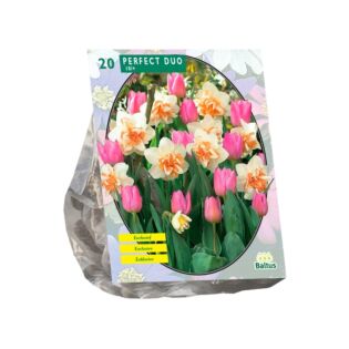 Perfektes Duo (Narzisse+Tulipa) pro 20