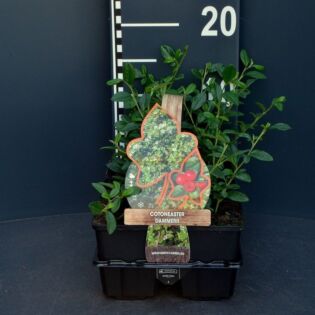 Zwergmispel - Cotoneaster dammeri 4-pack Zwergmispel - Cotoneaster dammeri 4-pack