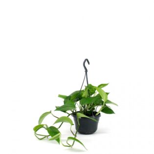 Epipremnum Aureum Hangtopfe