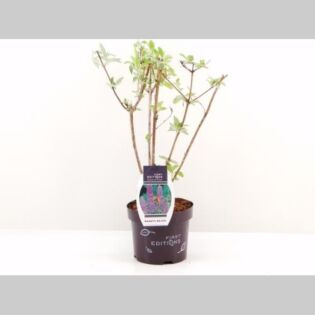 Buddleja d. 'Groovy Grape'&reg;