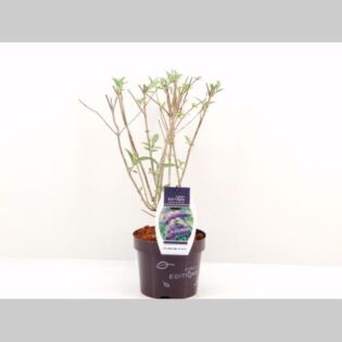 Buddleja d. 'Psychedelic Sky'