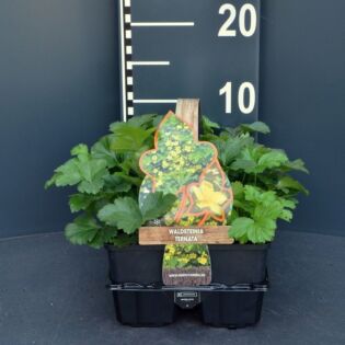 Golderdbeere - Waldsteinia ternata 4-pack Golderdbeere - Waldsteinia ternata 4-pack