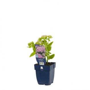 Sedum spectabile Brillant P11