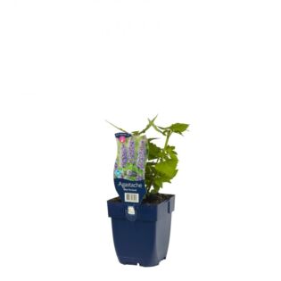 Anispflanze - Agastache 'Blue Fortune'