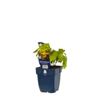 Elfenblume - Epimedium perralch. 'Frohnleiten'