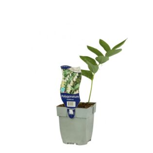 Vielblütige Weißwurz - Polygonatum multiflorum Vielblütige Weißwurz - Polygonatum multiflorum