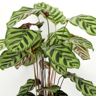 Calathea Makoyana - 75CM