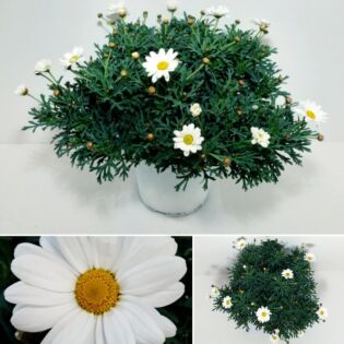 Gänseblümchen Ø 18 cm ZIERGEHÖlZE Gänseblümchen Ø 18 cm ZIERGEHÖlZE