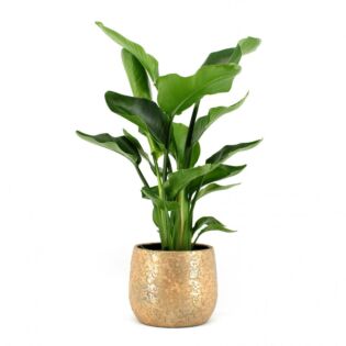 Strelitzia nicolai P19