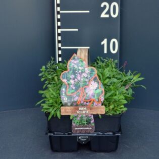 Leimkraut - Silene schafta 4-pack