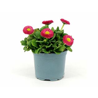 Madeliefje - Bellis perennis roze