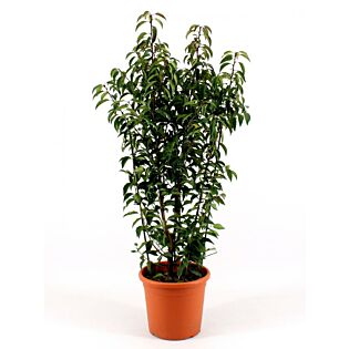 Prunus l. 'Angustifolia' Prunus l. 'Angustifolia'