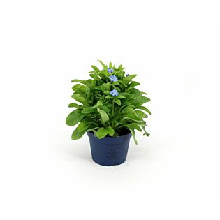 Myosotis sylva. Mon Amie P10,5