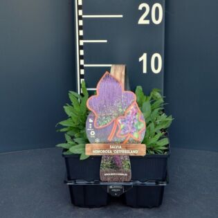 Zier-Salbei - Salvia nem. 'Ostfriesland'